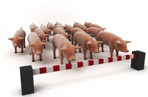 swine flu