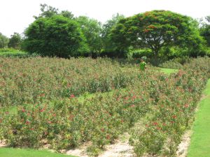 Umed Garden in Jodhpur