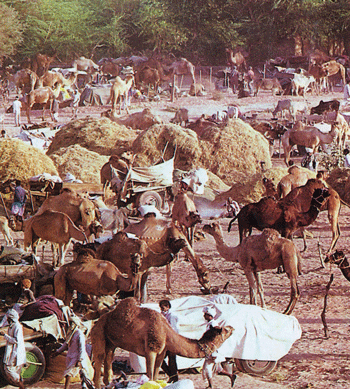 Nagaur Fair - Worlds Largest Cattle Fair in Rajasthan