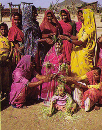 Rajasthani Women Decorating and Celebrating Mewar Festival