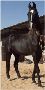Riding on Marwari Horse - A Rajasthani Breed of Horses