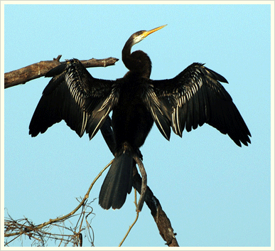 Bharatpur Bird Sanctuary