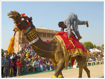 Camel Festival, Bikaner