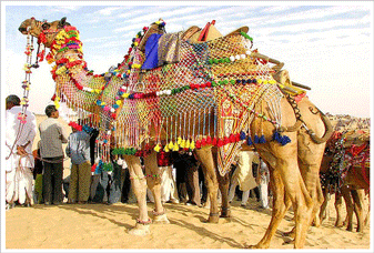 Camel Festival, Bikaner