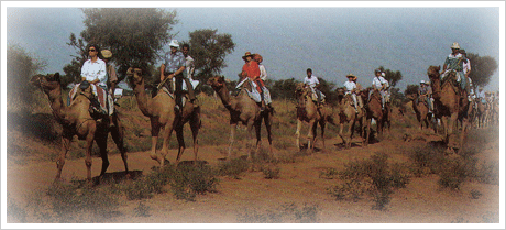 Camel Safari in Rajasthan