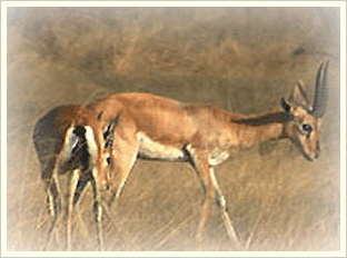 Darrah Wildlife Sanctuary, Kota