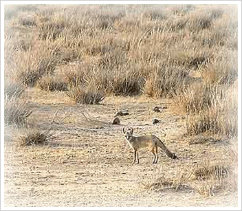 Desert National Park, Jaisalmer