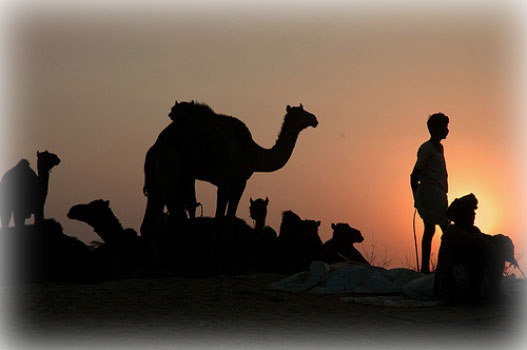 Camels Resting at Pukhar Fair, Rajasthan