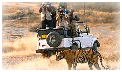 Tiger Wildlife Tour