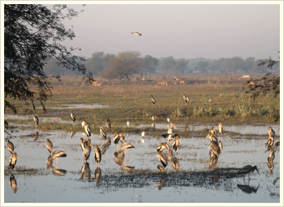 Bharatpur Bird Sanctuary