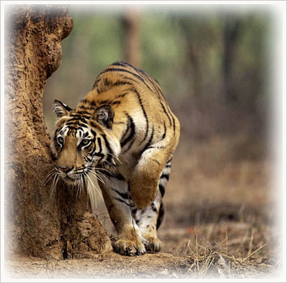 Corbett National Park