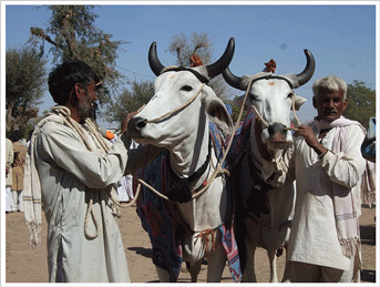 Nagaur Fair, Nagaur