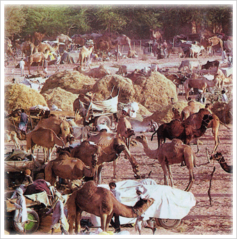 Nagaur Fair, Nagaur