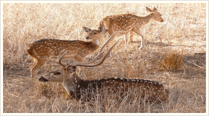 Ranthambore National Park