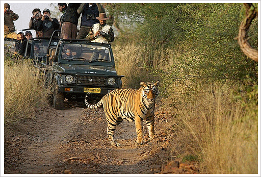 Ranthambhor National Park