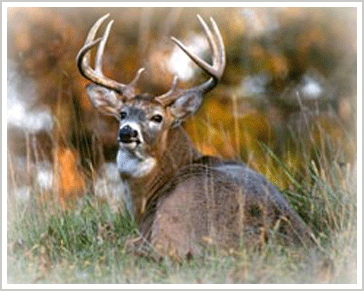 Darrah Sanctuary