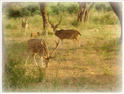 Sariska