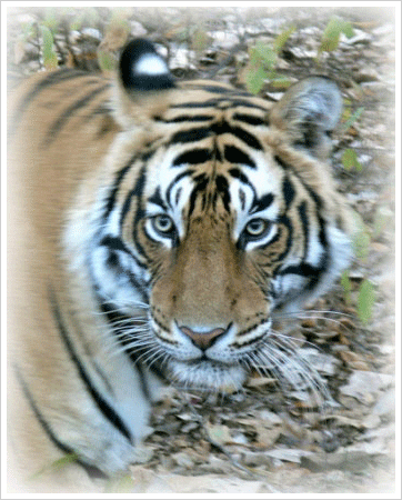 Ranthambore National Park