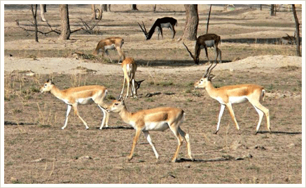 Black Buck Santuary Tal Chhapar Churu