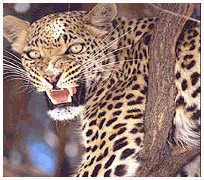 Van Vihar and RamSagar Wildlife Sanctuary